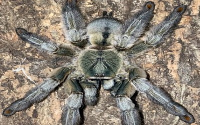 Psalmopoeus Cambridgei  Sling Tarantula
